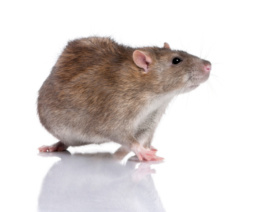 Mice & Rats