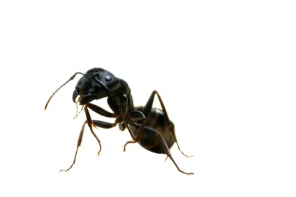 ant image74d05e