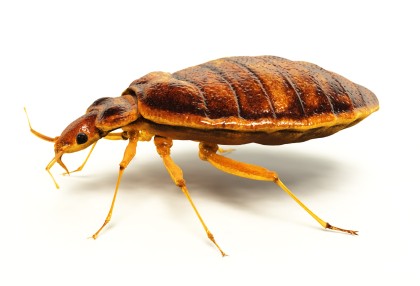 bed bug image27c4f2